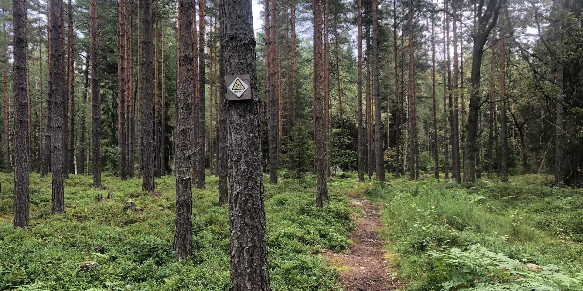 Mountainbike-led i skogen med skyltmarkering